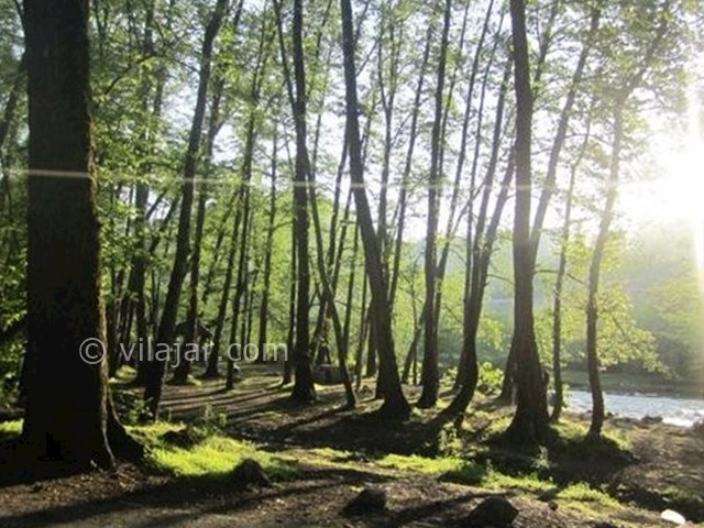 عکس شماره 5 - پارک جنگلی فین چالوس