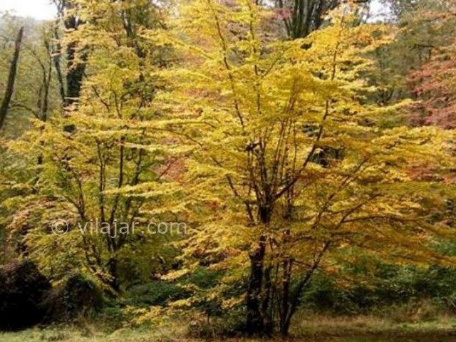 عکس شماره 6 - پارک جنگلی فین چالوس