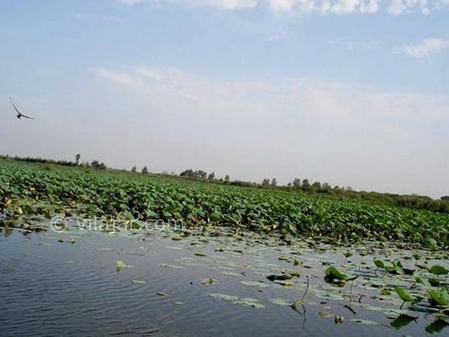 عکس شماره 4 - تالاب سرخانکل انزلی