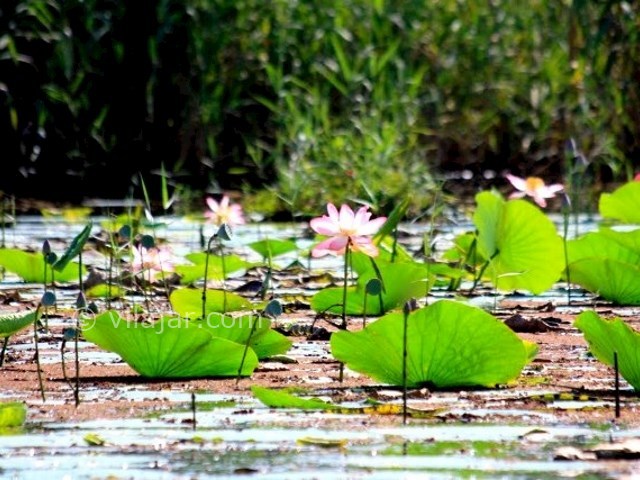 عکس شماره 5 - تالاب سرخانکل انزلی