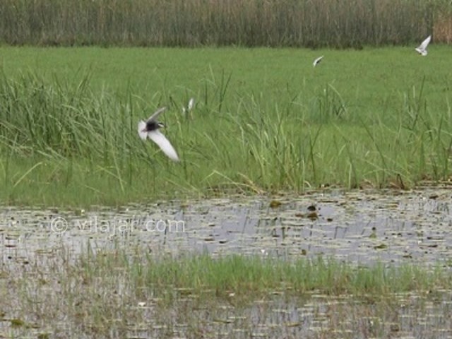 عکس شماره 3 - تالاب آب بندان گیلده