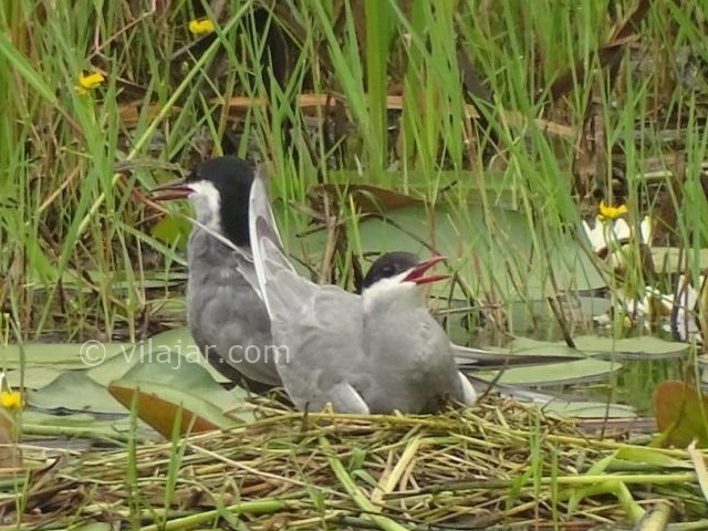 عکس شماره 4 - تالاب آب بندان گیلده