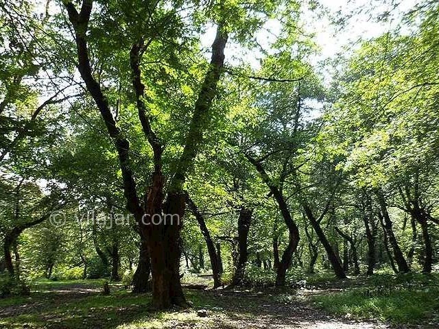 عکس شماره 7 - روستا و پارک جنگلی خرما لنگرود