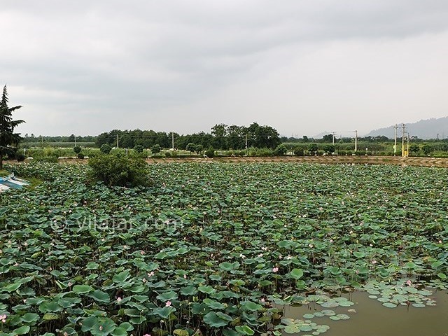 عکس شماره 3 - تالاب کیاکلایه