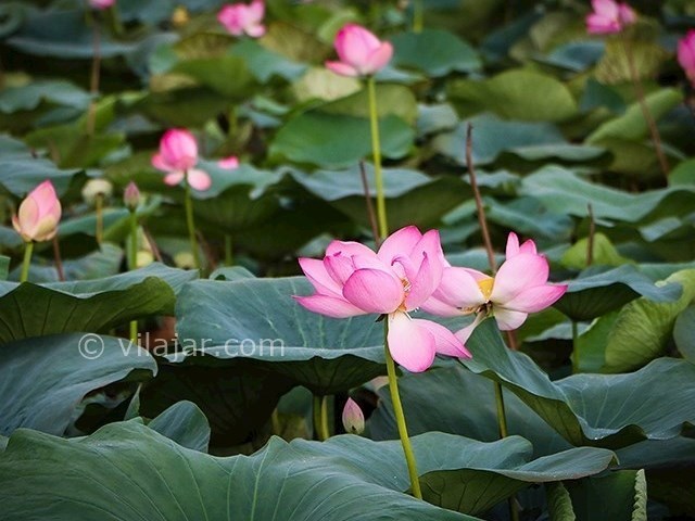 عکس شماره 4 - تالاب کیاکلایه