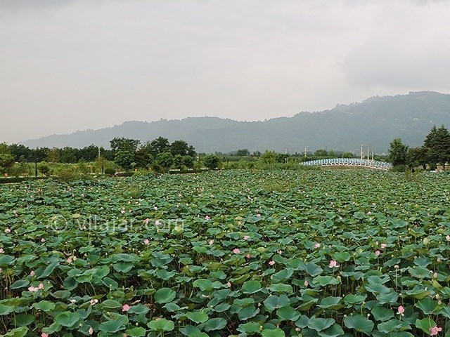 عکس شماره 5 - تالاب کیاکلایه