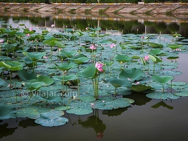 عکس شماره 7 - تالاب کیاکلایه