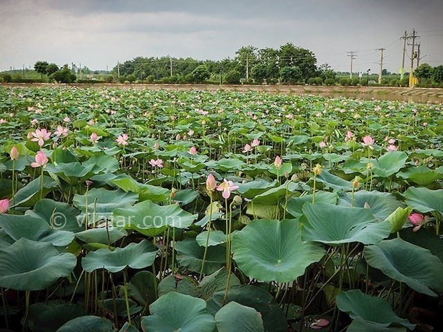 عکس شماره 8 - تالاب کیاکلایه