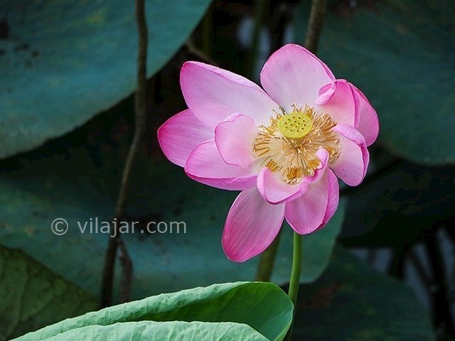 عکس شماره 9 - تالاب کیاکلایه