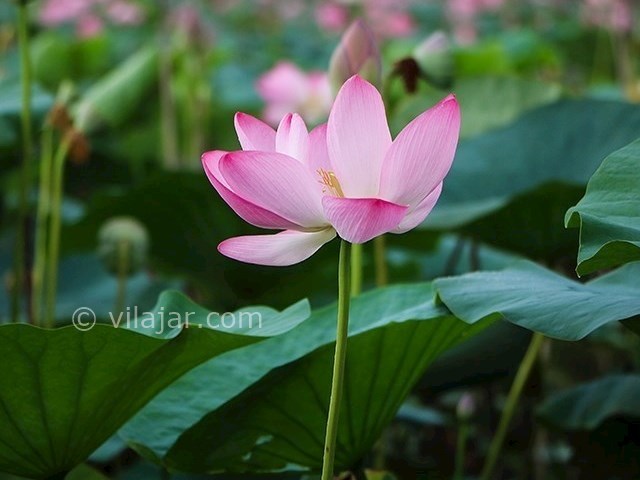 عکس شماره 10 - تالاب کیاکلایه