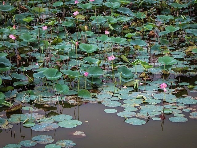 عکس شماره 13 - تالاب کیاکلایه