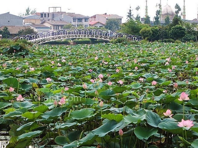 عکس شماره 14 - تالاب کیاکلایه