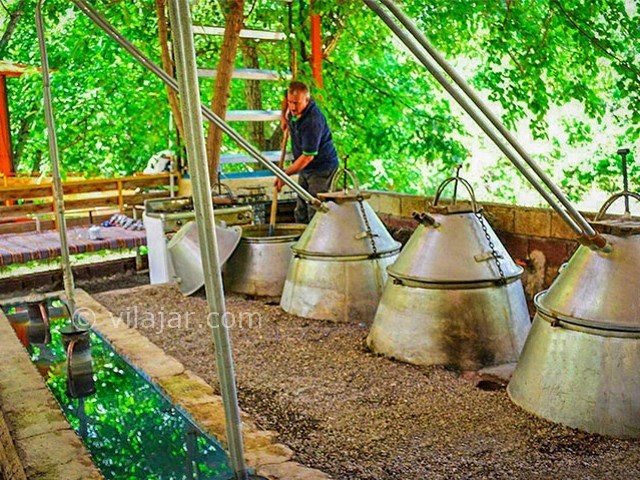 عکس شماره 3 - مراسم گلاب گیری در کاشان