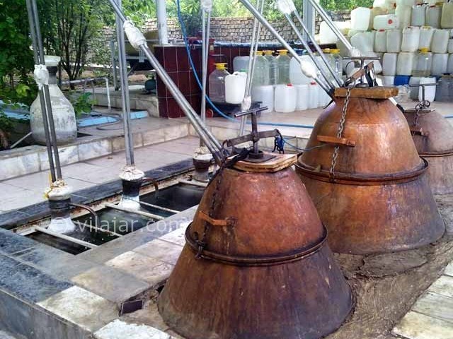 عکس شماره 4 - مراسم گلاب گیری در کاشان