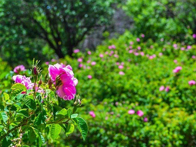 عکس شماره 6 - مراسم گلاب گیری در کاشان
