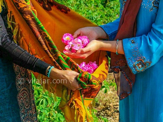 عکس شماره 7 - مراسم گلاب گیری در کاشان