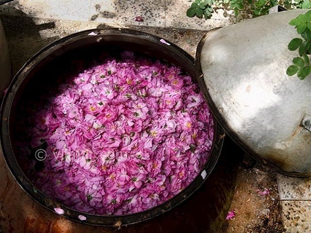 عکس شماره 8 - مراسم گلاب گیری در کاشان