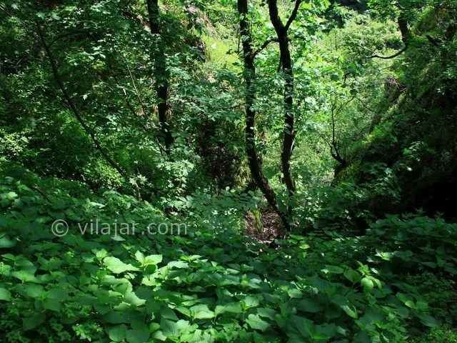 عکس شماره 3 - جنگل مشه اردبیل