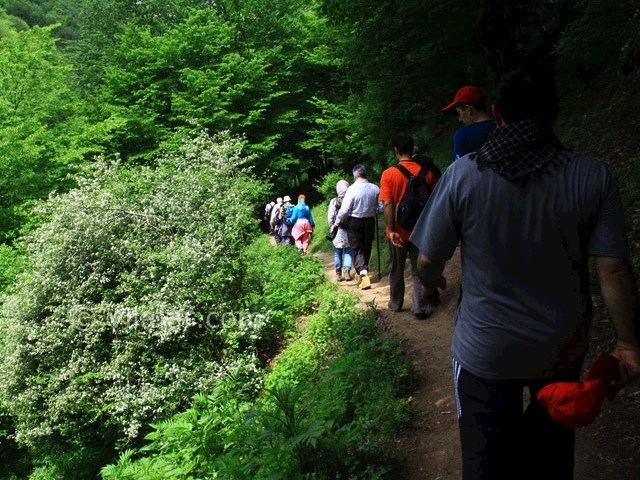 عکس شماره 7 - جنگل مشه اردبیل