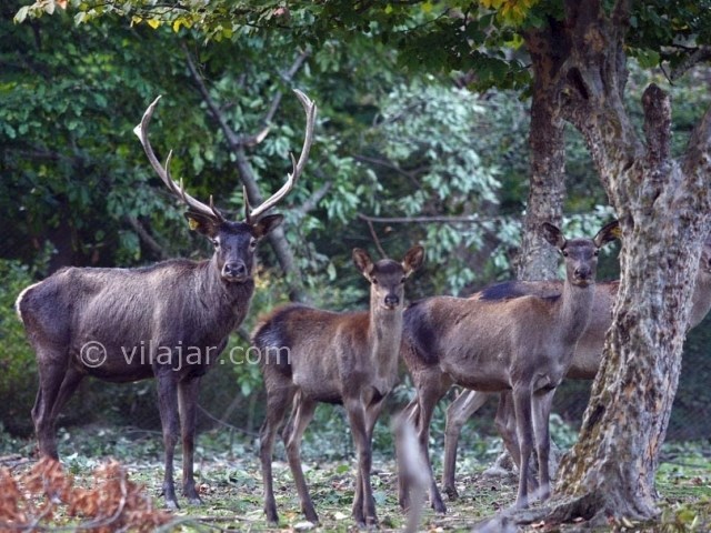 عکس شماره 4 - پارک جنگلی قرق گرگان