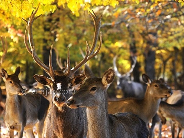 عکس شماره 7 - پارک جنگلی قرق گرگان