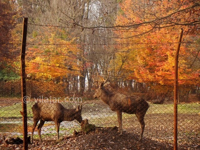 عکس شماره 9 - پارک جنگلی قرق گرگان