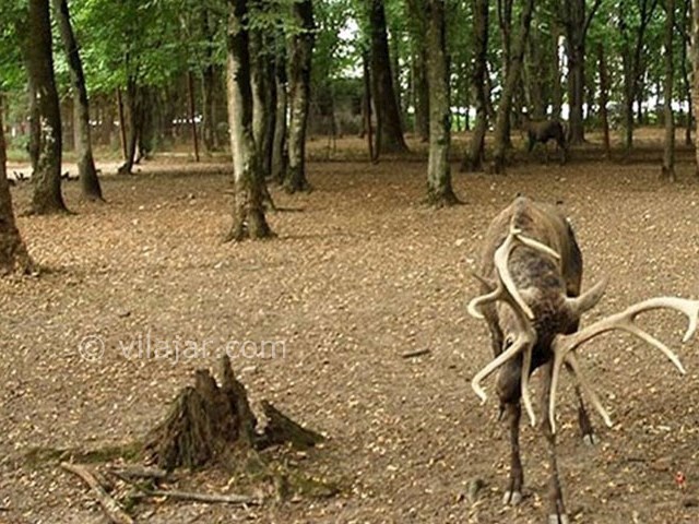 عکس شماره 10 - پارک جنگلی قرق گرگان