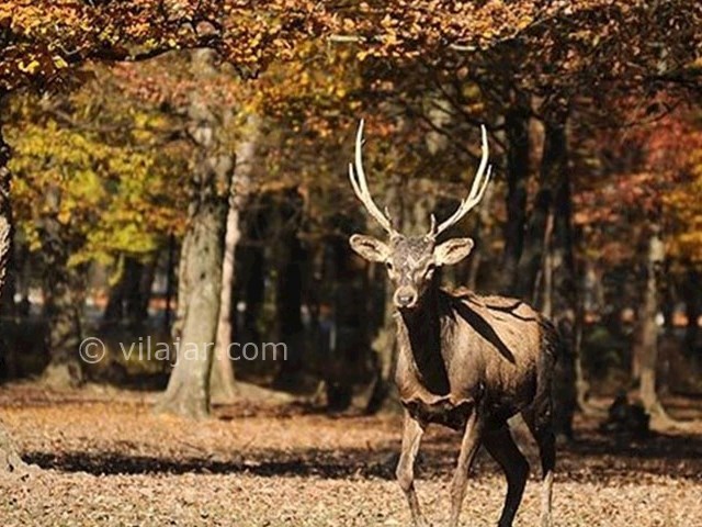 عکس شماره 11 - پارک جنگلی قرق گرگان