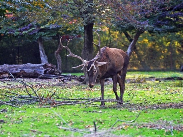 عکس شماره 13 - پارک جنگلی قرق گرگان