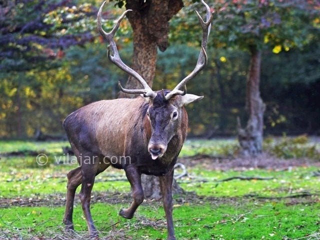 عکس شماره 14 - پارک جنگلی قرق گرگان