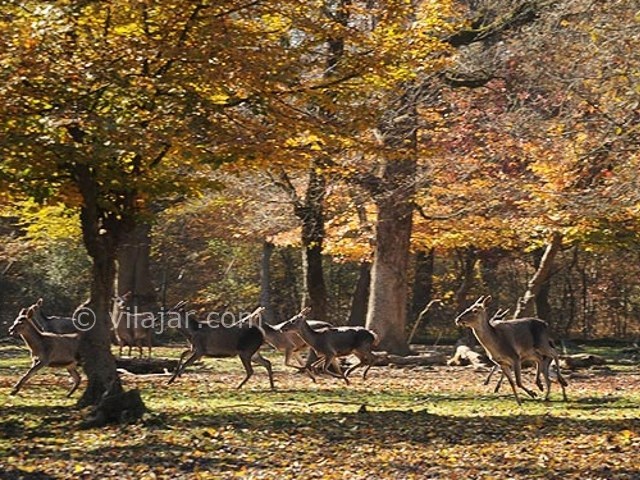 عکس شماره 17 - پارک جنگلی قرق گرگان