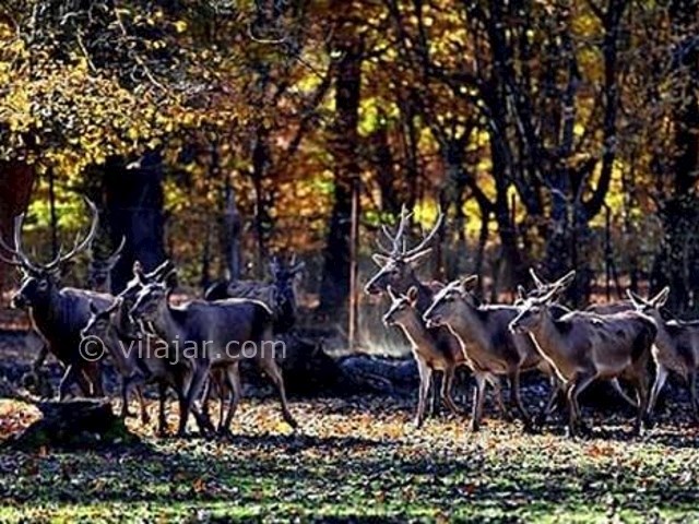 عکس شماره 21 - پارک جنگلی قرق گرگان
