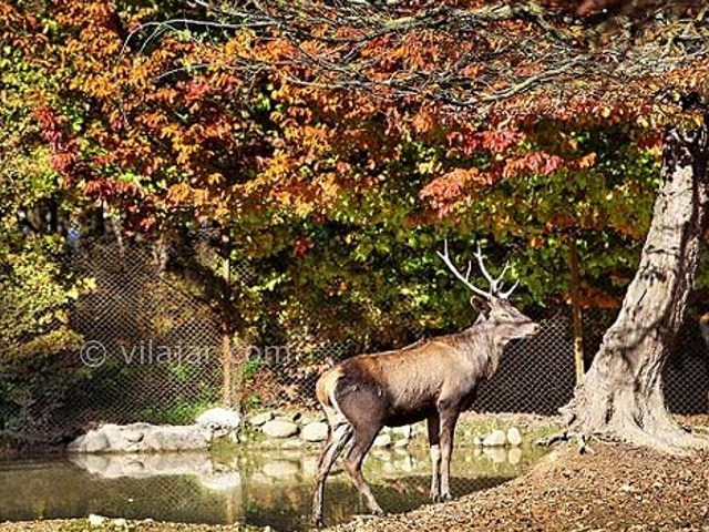 عکس شماره 22 - پارک جنگلی قرق گرگان