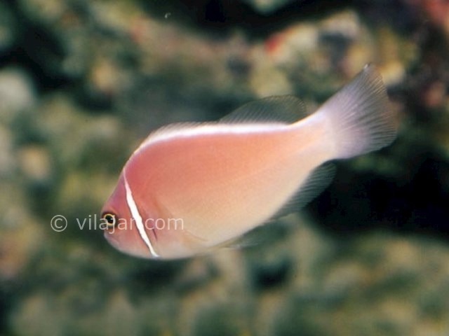 عکس شماره 3 - آکواریوم پروانه طلایی قشم