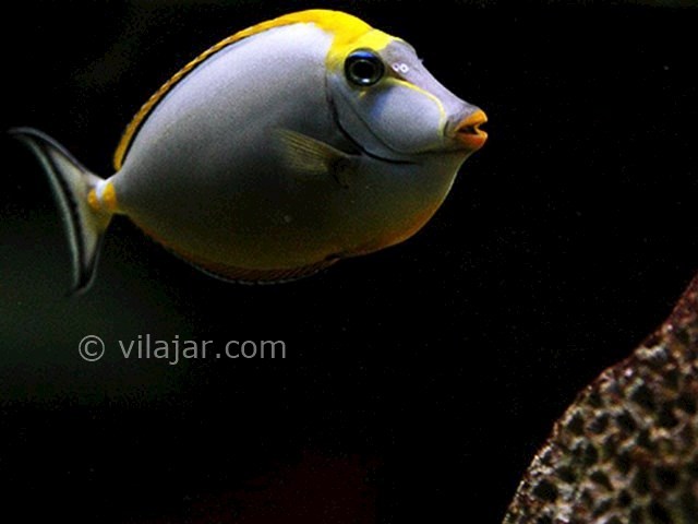 عکس شماره 4 - آکواریوم پروانه طلایی قشم