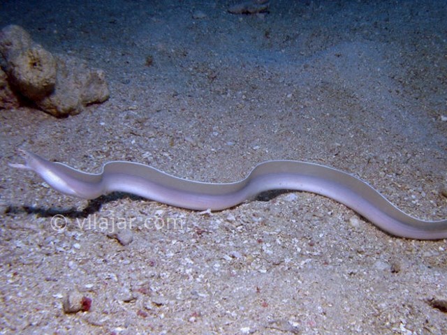 عکس شماره 5 - آکواریوم پروانه طلایی قشم