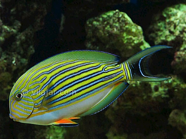 عکس شماره 6 - آکواریوم پروانه طلایی قشم