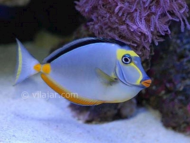 عکس شماره 7 - آکواریوم پروانه طلایی قشم