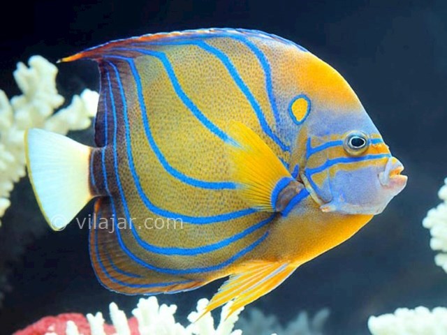 عکس شماره 8 - آکواریوم پروانه طلایی قشم