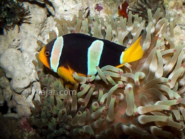 عکس شماره 9 - آکواریوم پروانه طلایی قشم