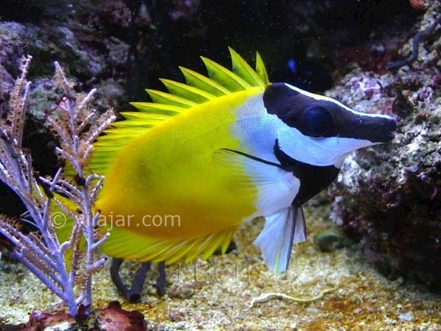 عکس شماره 10 - آکواریوم پروانه طلایی قشم