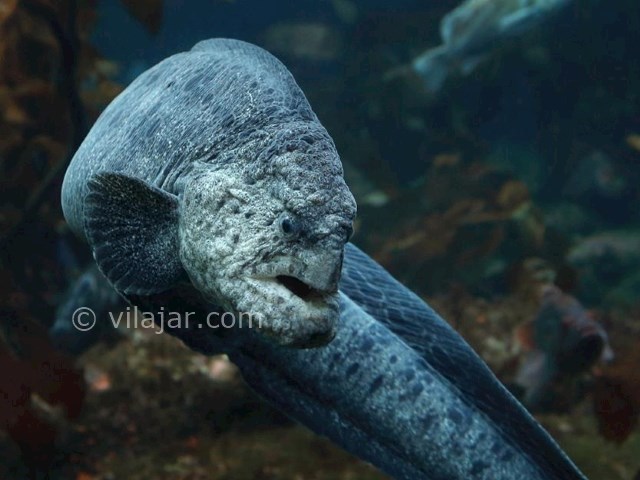 عکس شماره 11 - آکواریوم پروانه طلایی قشم