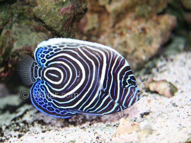 عکس شماره 12 - آکواریوم پروانه طلایی قشم