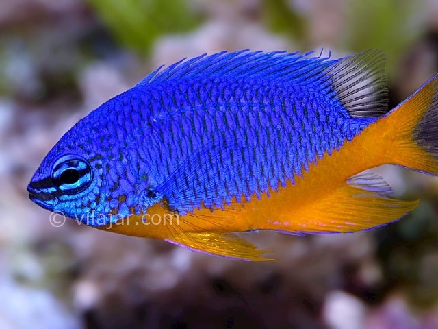 عکس شماره 13 - آکواریوم پروانه طلایی قشم