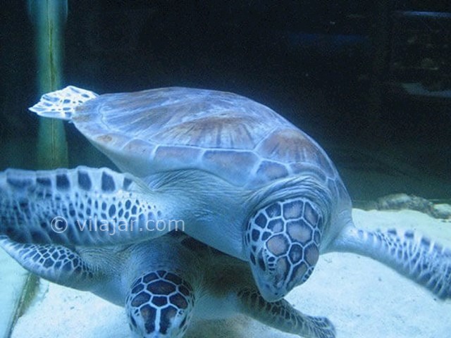 عکس شماره 14 - آکواریوم پروانه طلایی قشم