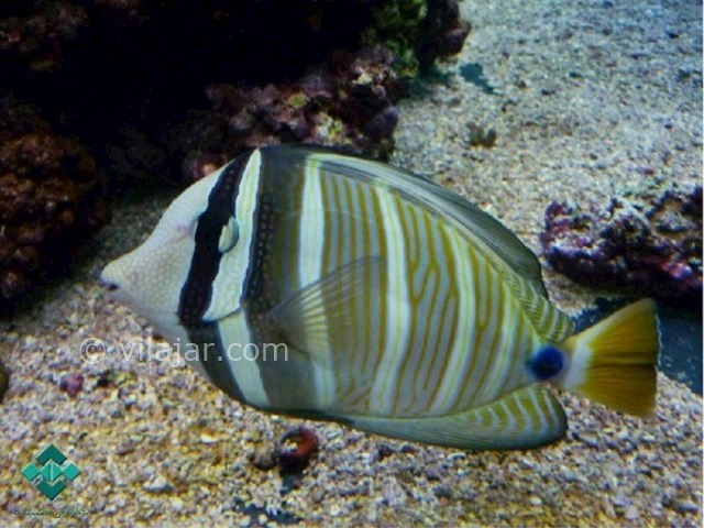 عکس شماره 15 - آکواریوم پروانه طلایی قشم