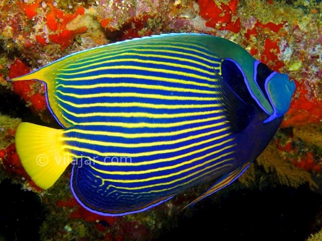 عکس شماره 16 - آکواریوم پروانه طلایی قشم