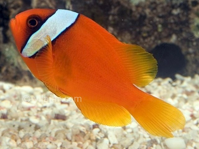 عکس شماره 17 - آکواریوم پروانه طلایی قشم