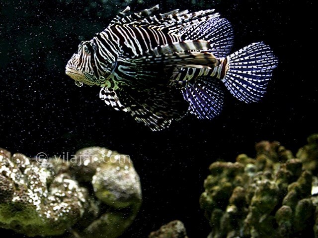 عکس شماره 18 - آکواریوم پروانه طلایی قشم