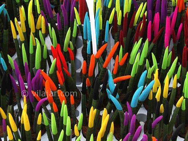 عکس شماره 6 - بازارهای گل در تهران